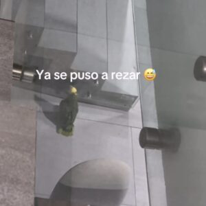 Viral: Lorito Sorprendió a sus Dueñas al Ponerse a Rezar Cuando Estaba Solo